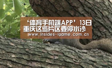 体育手机端APP